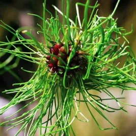 allium-czosnek-hair-5-szt-fioletowo-zielonycebulki-cebule-kwiaty