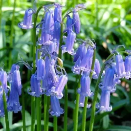 scilla-siberica-cebulica-dzwonkwata-5-szt-cebulki-cebule-kwiaty-niebieska