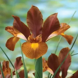 irys-kosaciec-holenderski-lion-king-irysy-cebule-sadzonki-cebulki-5-szt