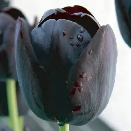 tulipan-czarny-5-szt-tulipany-cebulki-cebule-tulipanow