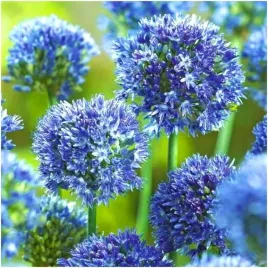 czosnek-ozdobny-niebieski-blekitny-allium-cebulki-10-szt-pieknosc-ogrodu