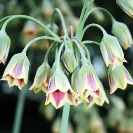 allium-siculum-czosnek-sztyletowaty-3-szt-cebulki-cebule-kremowo-rozowy