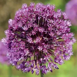 allium-aflatunense-czosnek-ozdobny-aflatunenski-3-szt-cebulki-fioletowy