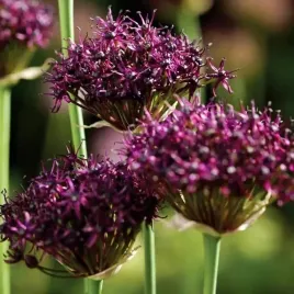 allium-czosnek-atropurpureum-fioletowy-1-szt-cebulki-cebule-kwiaty