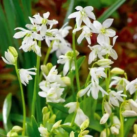 scilla-siberica-cebulica-syberyjska-5-szt-cebulki-cebule-kwiaty-biala