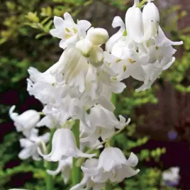 scilla-siberica-cebulica-dzwonkwata-5-szt-cebulki-cebule-kwiaty-biala
