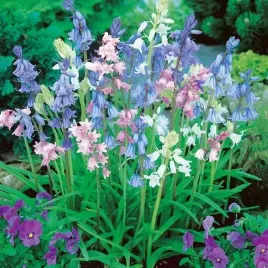 scilla-siberica-cebulica-dzwonkwata-5-szt-cebule-kwiaty-mix-kolorow