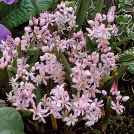 scilla-bifolia-cebulica-dwulistna-rosea-5-szt-cebulki-cebule-kwiaty-rozowa
