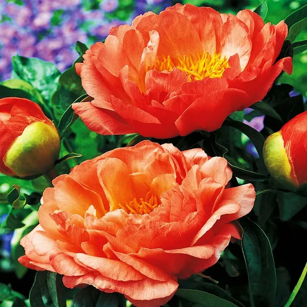 Paeonia Piwonia chińska Coral Sunset 1 szt. KŁACZE ZDROWA POMARAŃCZOWA