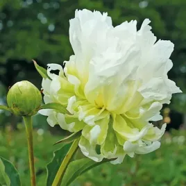 paeonia-piwonia-chinska-green-halo-1-szt-bulwa-klacze-zdrowa-zielona