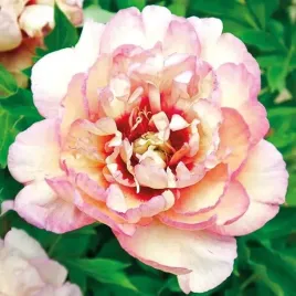 paeonia-piwonia-chinska-callies-memory-1-szt-bulwa-klacze-zdrowa-rozwa