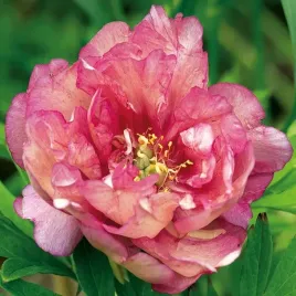 paeonia-piwonia-itoh-hillary-1-szt-bulwa-klacze-zdrowa-rozowa