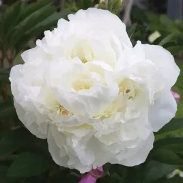 paeonia-piwonia-chinska-shirley-temple-1-szt-bulwa-klacze-zdrowa-biala