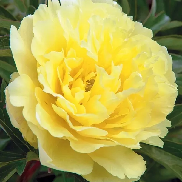 Paeonia Piwonia chińska YELLOW CROWN 1 szt. BULWA KŁACZE ZDROWA ŻÓŁTA