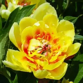 paeonia-piwonia-chinska-itoch-border-charm-1szt-klacze-zolto-czerwona