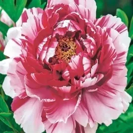 paeonia-piwonia-chinska-bicolor-1-szt-bulwa-klacze-zdrowa-bialo-rozwa