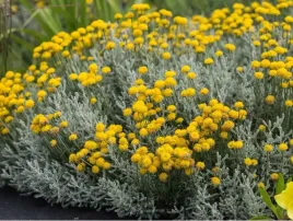 santolina-cyprysikowata-zolta-pachnaca-sadzonka-p9