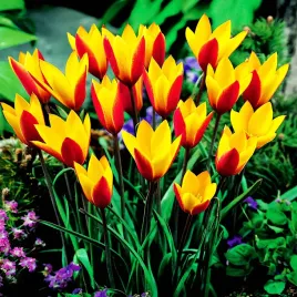 tulipan-botaniczny-cynthia-5-szt-tulipany-cebulki-tulipanow-czerwono-zolty