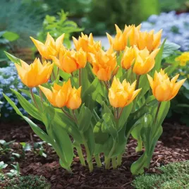 tulipan-botaniczny-praestans-shogun-5-szt-tulipany-cebulki-tulipanow-zolty