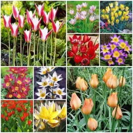 tulipan-botaniczny-mieszanka-mix-5-szt-kolorow-odmian-cebule