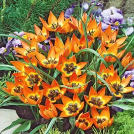 tulipan-botaniczny-little-princess-5-szt-tulipany-cebulki-pomaranczowy