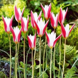 tulipan-botaniczny-fioletowo-bialy-pachnacy-clusiana-5-szt-zestaw-cebule