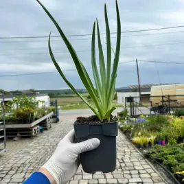 kamasja-quamash-camassia-lawendowe-kwiaty-sadzonki-1l-hit-sezonu