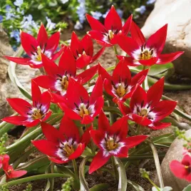 tulipan-botaniczny-tiny-timo-5-szt-tulipany-cebulki-tulipanow-czerwony