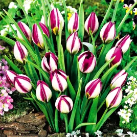 tulipan-botaniczny-persian-pearl-5-szt-tulipany-cebulki-bialo-fioletowy