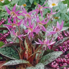 erythronium-psizab-dens-canis-1-szt-cebulki-cebule-bulwa-zdrowa-cebulka