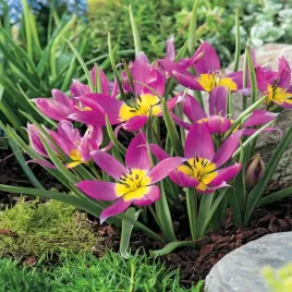 tulipan-botaniczny-eastern-star-5-szt-tulipany-cebulki-tulipanow-fioletowy