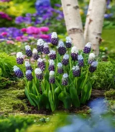 muscari-szafirek-grape-ice-5-szt-szafirki-cebulki-kwitowe-fioletowy
