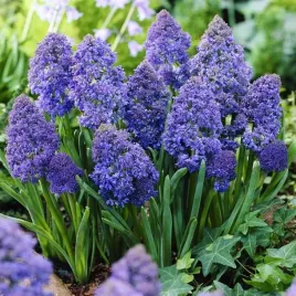 szafirek-fantasy-creation-5-szt-szafirki-niebieski-cebule-kwiatowe