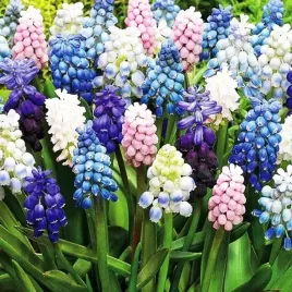 muscari-szafirek-plumosum-5-szt-mix-kolorow-odmian-cebule-kwiatowe