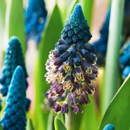 szafirek-bellevalia-pycnantha-muscari-paradoxum-5-szt-unikatowy-wyjatkowy