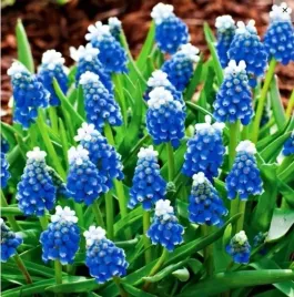 muscari-szafirek-touch-of-snow-5-szt-szafirki-cebulki-niebiesko-bialy