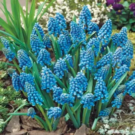 muscari-szafirek-armeniacum-5-szt-szafirki-niebieski-cebule-kwiatowe
