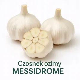 czosnek-ozimy-germidour-250-g-zimujacy-do-sadzenia-jesienia-duze-glowki