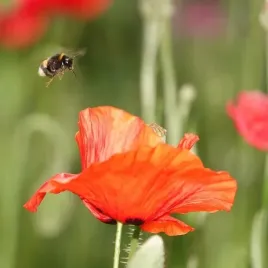 mak-polny-czerwony-roslina-miododajna-100-g