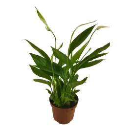 skrzydlokwiat-spathiphyllum-chopin