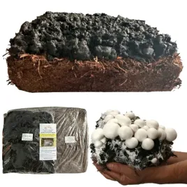 zestaw-xxxl-gigant-uprawa-pieczarek-grzybnia-eko-30kg-instrukcja-gratis