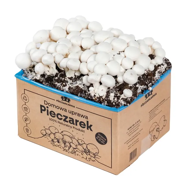 GRZYBNIA PIECZARKI BIAŁEJ 5KG kompletny zestaw XXL 7w1 + INSTRUKCJA