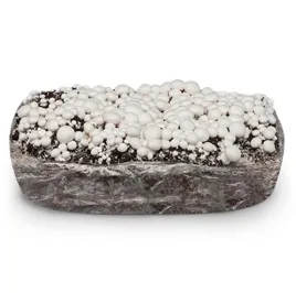grzybnia-pieczarki-bialej-balot-podloze-3faza-20kg-z-badaniami-instrukcja