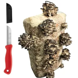 boczniak-ostrygowaty-balot-15kg-grzybnia-uprawa-w-domu-szybki-plon-gratis