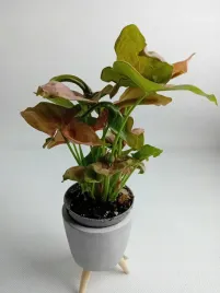 syngonium-red-heart-7-o-15cm-maluszek-las-w-sloiku