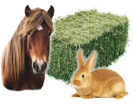siano-dla-konia-krolika-psa-240l-duza-kostka-xxxl-bez-glifosatu