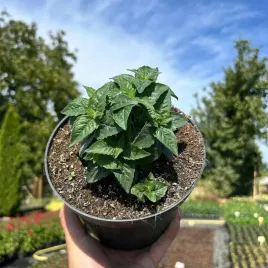 pysznoglowka-rozowa-niska-odmiana-monarda-pachnaca-duze-sadzonki-2l