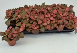fittonia-czerwona-las-w-sloiku-szkle-10cm