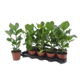 clusia-rosea-princess-12o-40cm-1pp