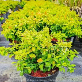 berberys-lime-star-duzy-limonkowy-realne-zdjecia-c2-20cm-limonka